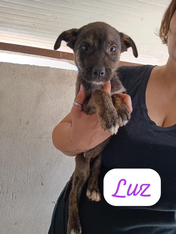 CUCCIOLI DI 2 MESI TAGLIA MEDIA Foto 6